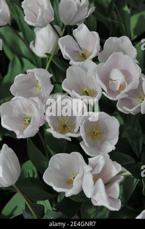 Weiße Triumph Tulpen (Tulipa) Blühen Sie in einem Garten April Stockfoto