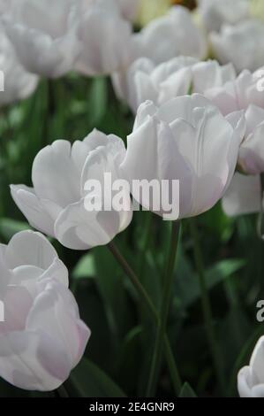 Weiße Triumph Tulpen (Tulipa) Blühen Sie in einem Garten April Stockfoto