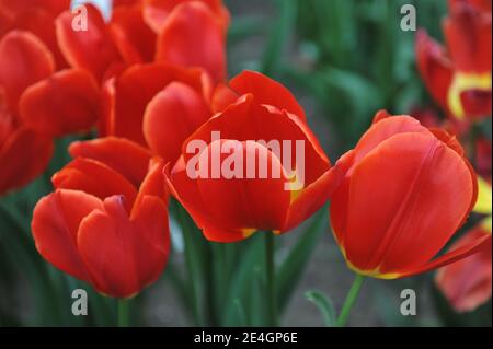 Rote Triumphtulips (Tulipa) Fiero blühen in einem Garten April Stockfoto