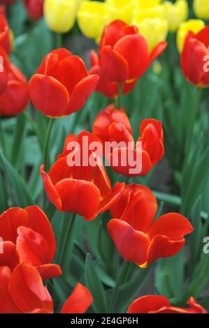 Rote Triumphtulips (Tulipa) Fiero blühen in einem Garten April Stockfoto