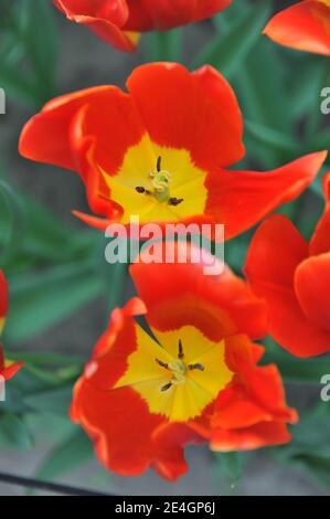 Rote Triumphtulips (Tulipa) Fiero blühen in einem Garten April Stockfoto