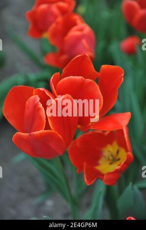 Rote Triumphtulips (Tulipa) Fiero blühen in einem Garten April Stockfoto