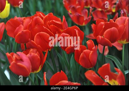 Rote Triumphtulips (Tulipa) Fiero blühen in einem Garten April Stockfoto