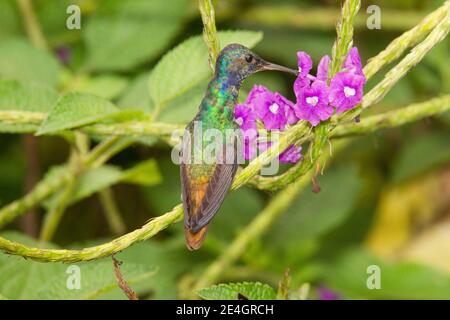 Goldschwänzchen-Saphir-Männchen, Chrysuronia oenone, Fütterung an der Verbena Blume. Stockfoto