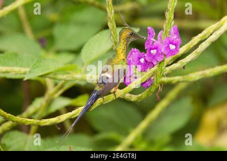 Drahtkammter Thorntail Männchen, Discosura popelairii, Fütterung an der Verbena Blume. Stockfoto