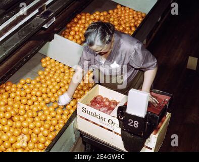 Weibliche Arbeiter Verpackung Orangen, Co-op Orange Packing Plant, Redlands, Kalifornien, USA, Jack Delano, US Office of war Information, März 1943 Stockfoto