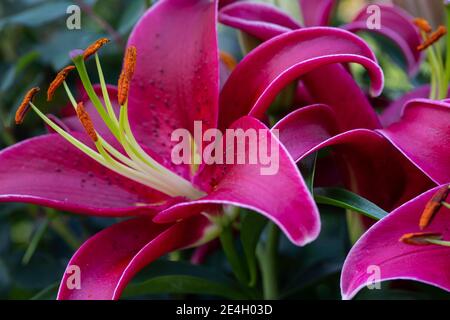 Zischende rote asiatische Lilie, eine botanische Schönheit, isoliert in einem schattigen Garten; Stockfoto