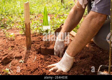 Die männlichen Hände mit Handschuhen kultivieren Jerivá Kokosnusskeimling auf sehr fruchtbaren Rote Erde Stockfoto