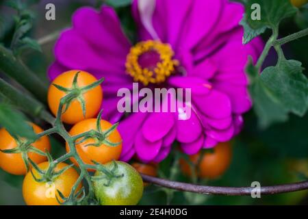 Eine perfekte Kombination sind die Beipflanzung von Amethyst-Zinnia mit Sonnengold-Kirschtomaten. Zinnien Abschreckung Gurkenkäfer und Tomatenwürmer. Stockfoto