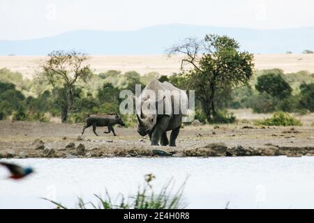 Schwarzes Nashörner und ein Warthog nähern sich einem Wasserloch am Lake Nakuru National Park Stockfoto