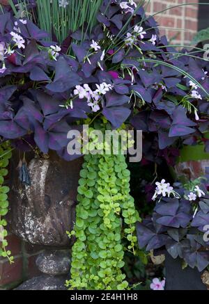 Oxalis triangularis, lila Kleeblätter in einem großen dunkelgrünen Töpfergefäß mit schönem Bokeh im Hintergrund Stockfoto