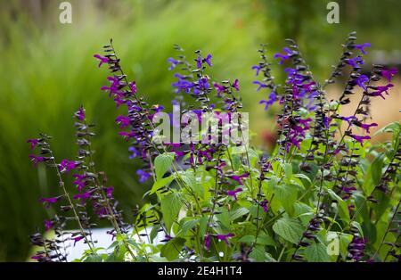 Ein Vorstadthof mit Ziergräsern und Stauden, northwind, pannicum virgatum und blauer Salvia gestaltet. Stockfoto