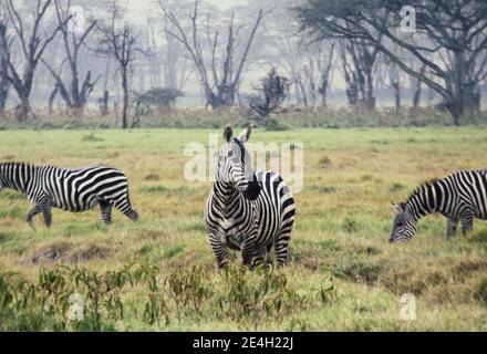 Zebraherde im Lake Nakuru National Park, Kenia. Stockfoto