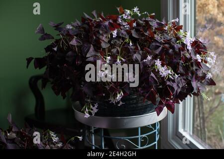 Oxalis triangularis, lila Kleeblätter in einem großen dunkelgrünen Töpfergefäß mit schönem Bokeh im Hintergrund Stockfoto