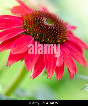 Makro von Echinacea baja burgundy, einer Himbeer-gefärbten Koneblume aus der Sombrero-Serie vor einem bokeh grünen Hintergrund Stockfoto