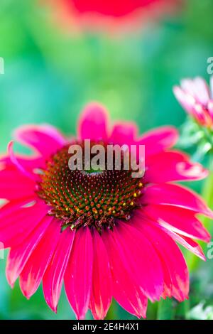 Makro von Echinacea baja burgundy, einer Himbeer-gefärbten Koneblume aus der Sombrero-Serie vor einem bokeh grünen Hintergrund Stockfoto