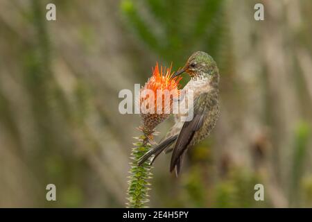 Ecuadorianische Hillstar-Hündin, Oreotropilus chimborazo, Fütterung an der Chiuquiragua-Blume, Chuquiraga sp. Stockfoto