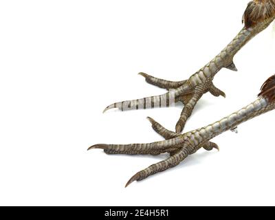 Fasan Beine. Süße vogel Füße. Schöner Vogel. Schönen Fasan. Makro vogel Beine. Wunderbare Foto mit birdy Füße. Stockfoto