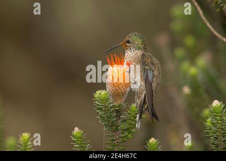 Ecuadorianische Hillstar-Hündin, Oreotropilus chimborazo, Fütterung an der Chiuquiragua-Blume, Chuquiraga sp. Stockfoto