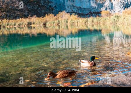 Enten schwimmen in einem See mit türkisfarbenem Wasser im Nationalpark Plitvicer Seen, Kroatien. Stockfoto