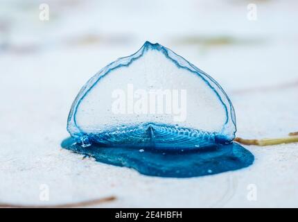 Blueblaottles oder Indo-Pacific man o’ war, keine Qualle, sondern ein Siphonophor, der am Diani Beach in Kenia ausgewaschen wird Stockfoto