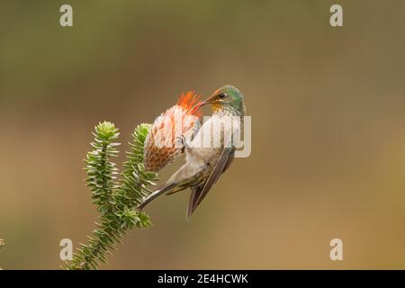 Ecuadorianische Hillstar Weibchen, Oreotropilus chimborazo, Fütterung an Chuquiragua Blume. Stockfoto