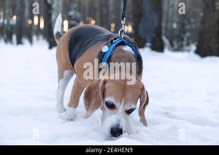 Beagle, Harrier oder Foxhound Hunde laufen im Winter an der Leine in einem verschneiten Park, schnüffeln im Schnee und ziehen an der Leine Stockfoto