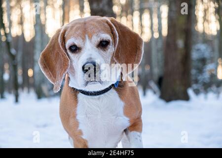 Beagle blickt in die Kamera vor dem Hintergrund eines verschneiten Winterparks oder Waldes. Portrait eines Vollblutbeagles mit Kragen beim Gehen Stockfoto