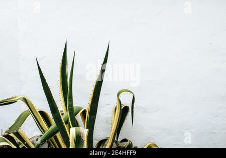 Nahaufnahme einer Zungenpflanze der Schwiegermutter (Sansevieria trifasciata) Wächst isoliert vor einer weißen Steinmauer Stockfoto