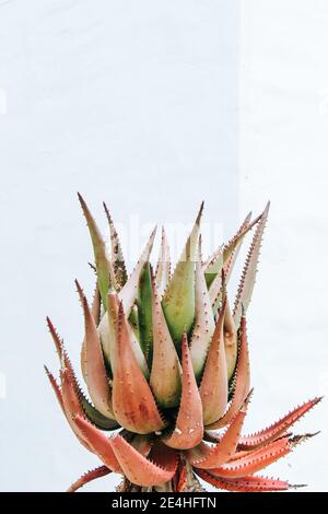 Hintergrundtextur einer Nahaufnahme einer Aloe Cactus Pflanze, isoliert vor einer weißen Steinwand Stockfoto