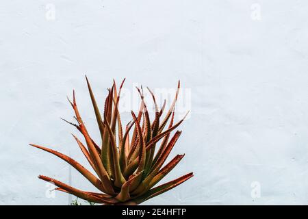 Hintergrundtextur einer Nahaufnahme einer Aloe Cactus Pflanze, isoliert vor einer weißen Steinwand Stockfoto