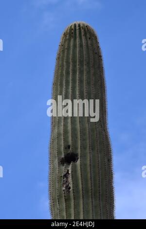 Vogelnest in saguaro Kaktus Stockfoto