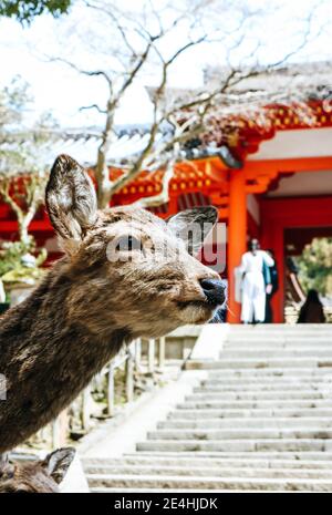 Nahaufnahme einer niedlichen, jungen Sika-Hirsch-Hündin, die vor einem alten japanischen Tempel in Nara, Japan, steht Stockfoto