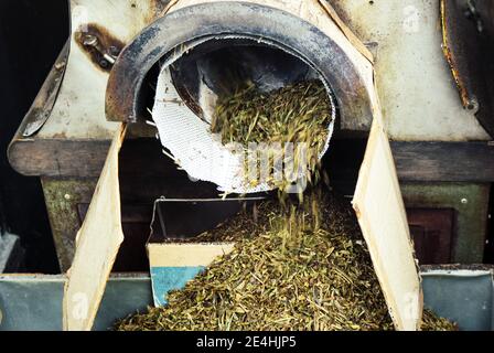 Nahaufnahme eines Hojicha, Hoji Cha, Teeröstermaschine in einem Teeladen in der Stadt Uji, japanische Hauptstadt des Tees. Präfektur Kyoto, Japan Stockfoto