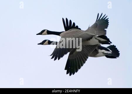 Turmfalke Stockfoto