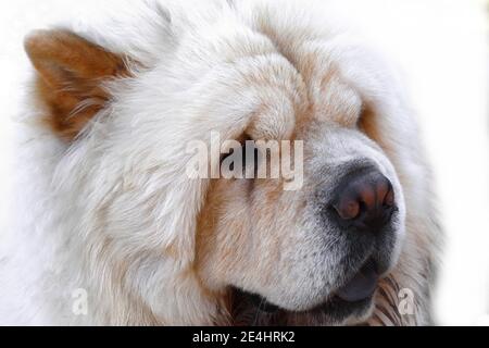 Schöne Hund Chow-Chow isoliert auf weißem Hintergrund. Stockfoto