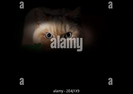 Die englische Katze versteckt sich im Dunkeln in alten Holzkisten, sie sieht niedlich aus, wenn sie unter dem Deckmantel der Nacht versteckt ist Stockfoto