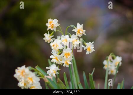 Weiße und gelbe Narzissen blühen. Auch bekannt als Narzissen oder Jonquilla. Stockfoto