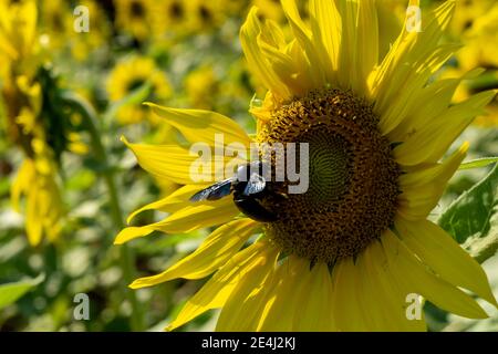 Eine gelbe Sonnenblume hat ein Insekt darauf Stockfoto