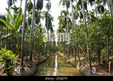 Ein Blick auf eine Betel-Palme entlang der Feldplantage auf dem Land bei Thailand. Stockfoto