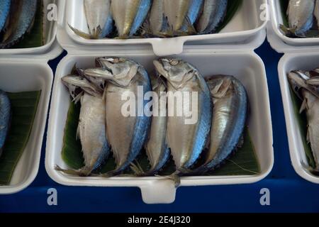 Frische Makrele in einer Schaumstoffkiste verkauft auf einem Frischmarkt in Thailand. Stockfoto