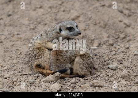 Zwei Erdmännchen kuschelten nach Wärme, ein Erdmännchen gerollte sich und der andere Erdmännchen war aufmerksam auf Bedrohungen und schaute sich um Stockfoto