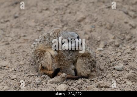 Zwei Erdmännchen kuschelten sich nach Wärme, ein Erdmännchen rollte sich zusammen und der andere legte seinen Kopf auf den gerollten Erdmännchen Stockfoto