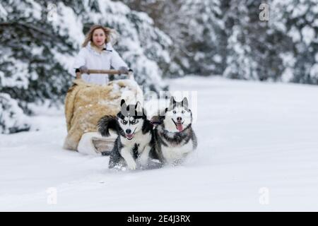 Das Mädchen reitet auf einem Schlitten auf einem Schlitten mit sibirischen Huskies im Winterwald. Haustier. Husky. Husky-Druck Stockfoto