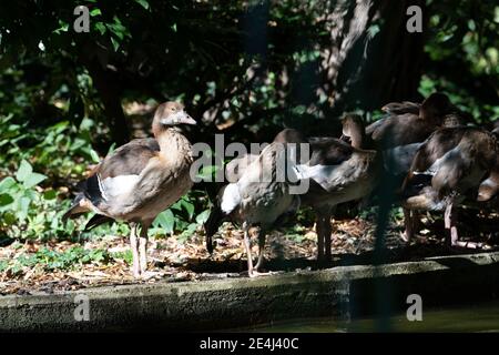 Ägyptische Gänse stehen im Schatten nahe dem Wasser, einige Gans scheinen zu schlafen Stockfoto