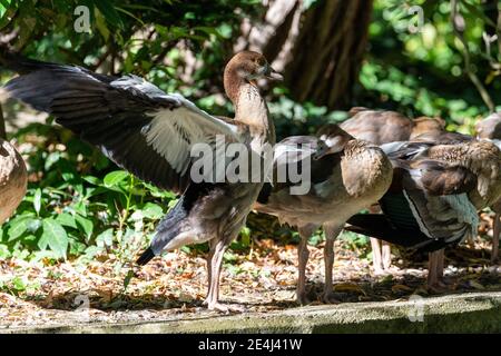 Ägyptische Gänse stehen im Schatten nahe dem Wasser, eine Gans flappaing seine Flügel, während andere schlafen Stockfoto