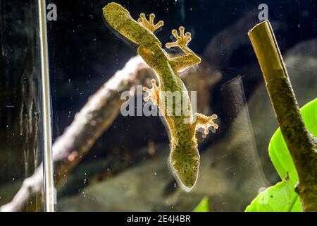 Henkel-Schwanzgecko (Uroplatus henkeli) kleben auf das Glas, das eine Art von Gecko ist, eine Eidechse aus der Familie Gekkonidae. Stockfoto