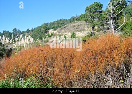 Winterflora entlang der mendocino County Küste im Norden kaliforniens Stockfoto