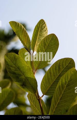 Wachsende grüne Guava Zweig Nahaufnahme von unten Stockfoto