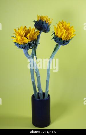 Sonnenblumen in einer Vase. Stockfoto